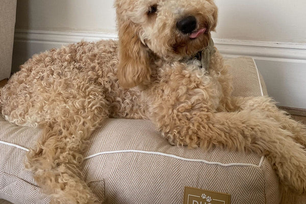 Dog Bed Collection - DUSK