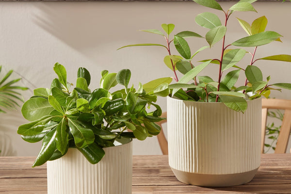 Flora Ribbed Clay Plant Pot - White - DUSK